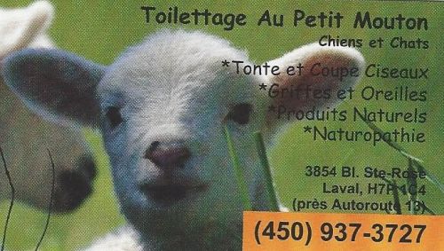 Toilettage Au Petit Mouton